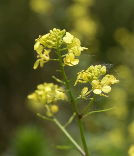 Black Mustard