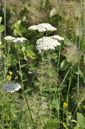 Noble Yarrow