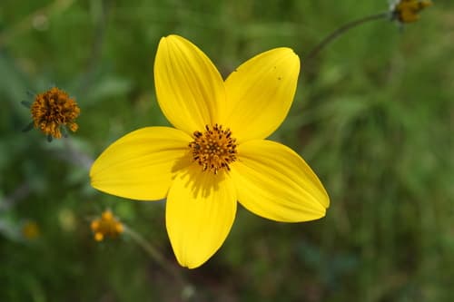 Bidens triplinervia Flower