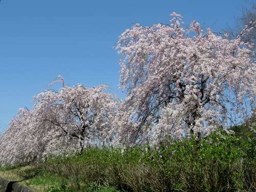Weeping Cherry Bonsai