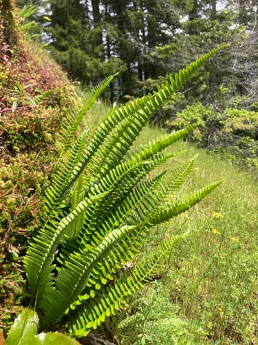 Narrowleaf sword fern
