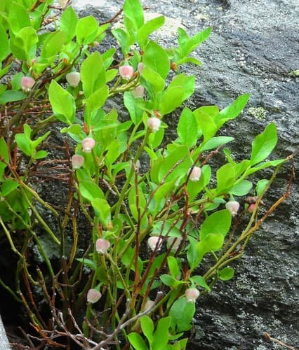 Grouse Whortleberry Bonsai