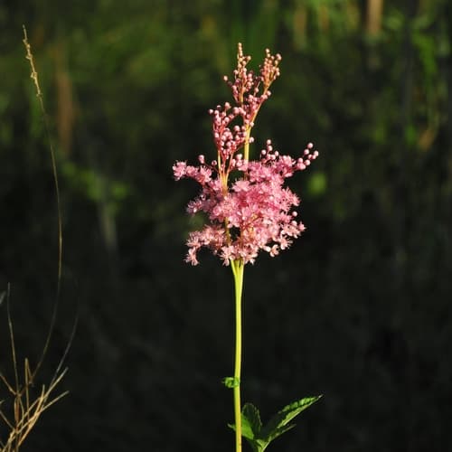 Queen of the Prairie