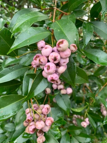 Lilly Pilly Bonsai