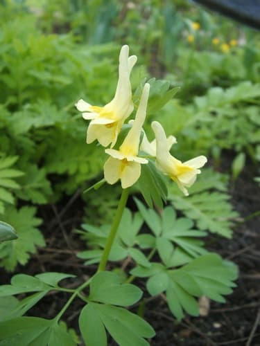 Large-bracted corydalis
