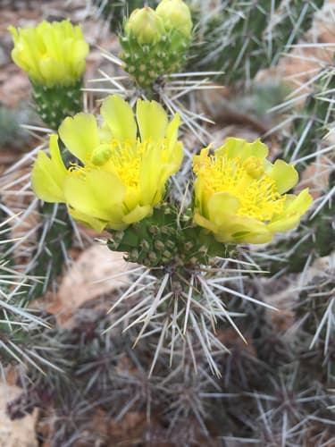 Whipple Cholla
