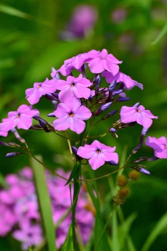 Smooth Phlox