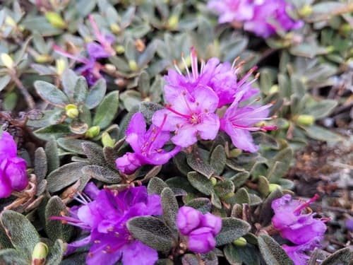 Lapland Azalea Bonsai