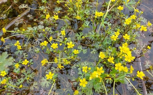 Small Yellow Water-crowfoot Bonsai