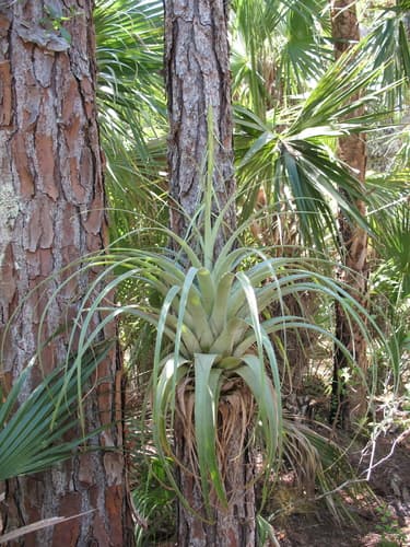 Giant Airplant