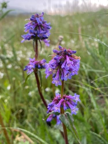 Small-flower Beardtongue