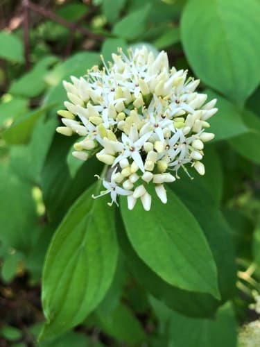 Blue-fruited Dogwood Bonsai