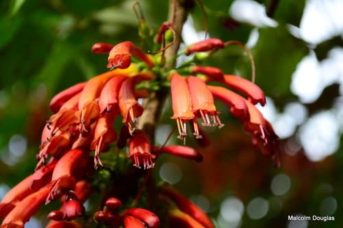 African Honeysuckle Bonsai