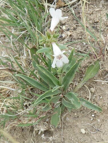 White-flower Beardtongue Bonsai