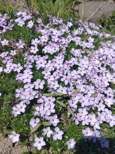 spreading phlox