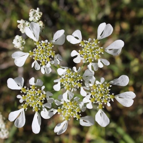 Mediterranean Hartwort