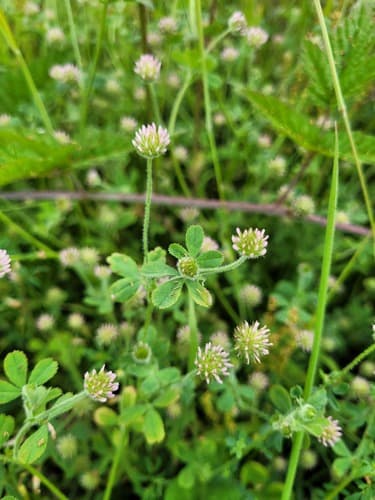 Small-headed Clover