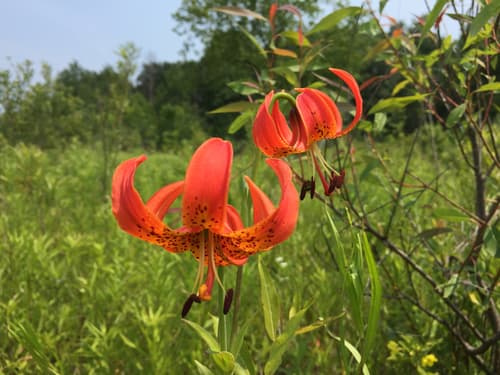 Michigan Lily