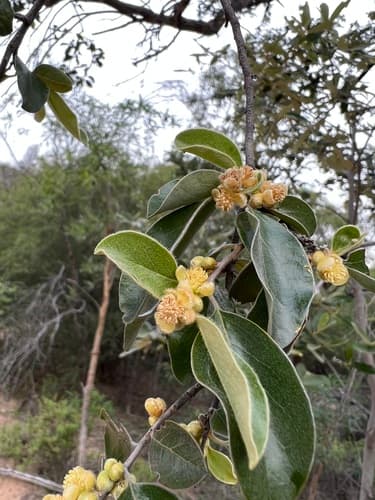 Quinine Bush