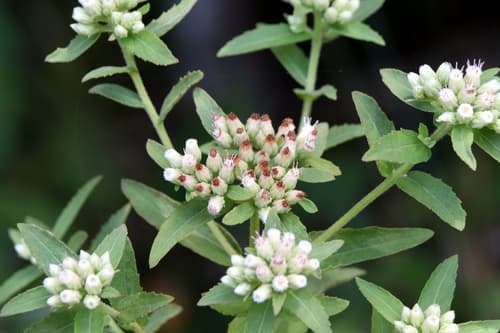 Stinking Camphorweed
