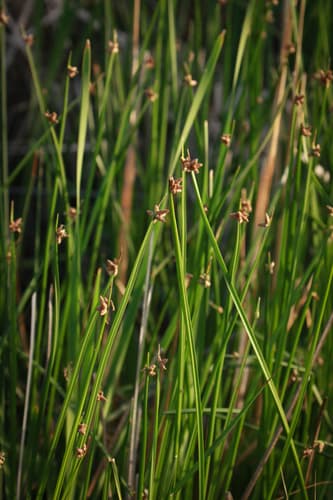 American three-square bulrush