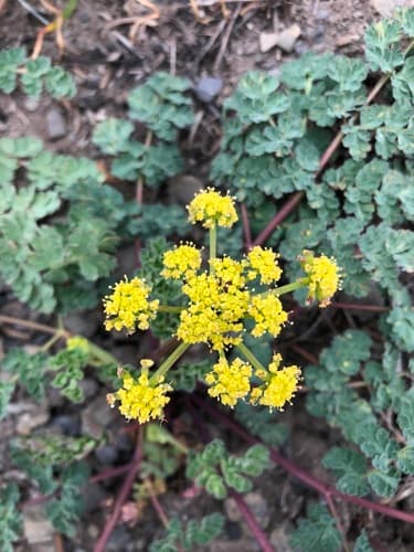 Coast Range Lomatium
