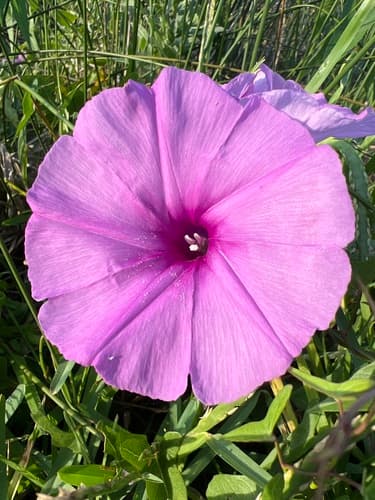 Saltmarsh Morning-glory Flower
