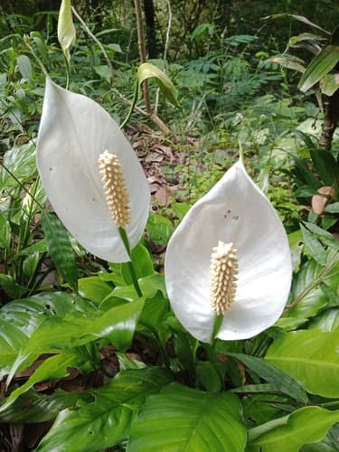 Peace Lily