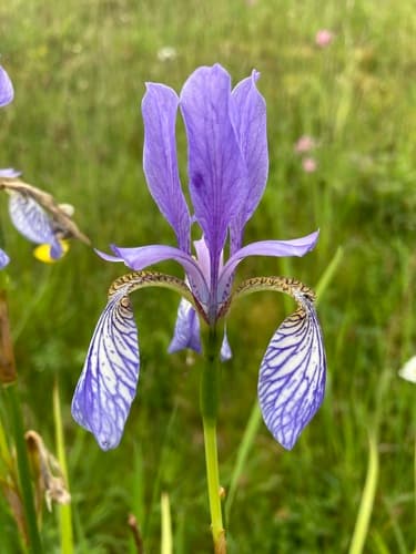 Siberian Iris