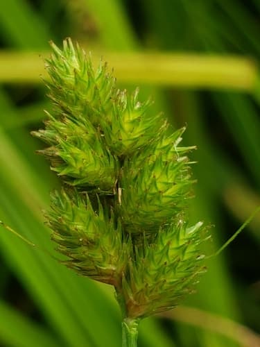 Bebb's Sedge