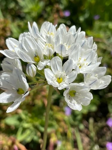 White Brodiaea