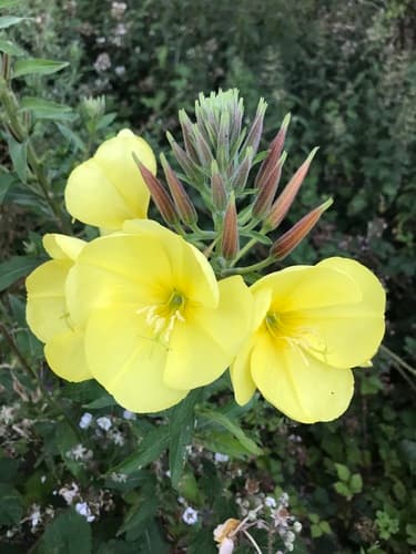 Large-flowered Evening-primrose