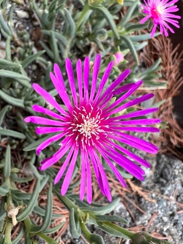 Japanese Maple Forest Style Bonsai