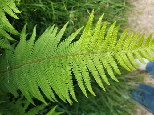 Golden-scaled Male-fern