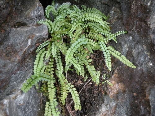 green spleenwort