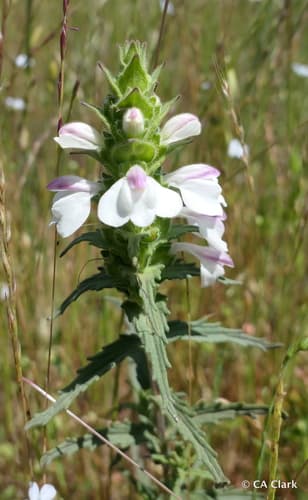 Mediterranean lineseed