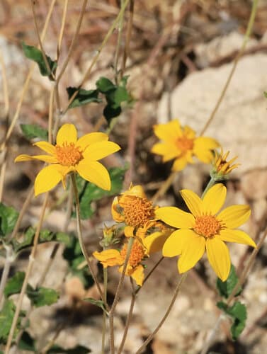 Parish's Goldeneye Bonsai