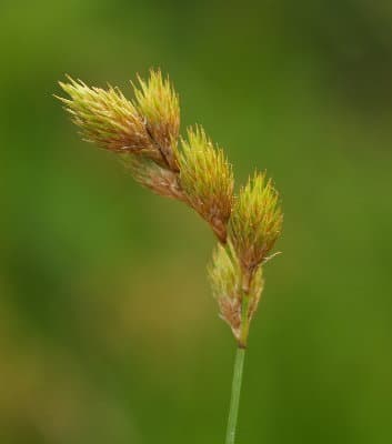 Pointed Broom Sedge Bonsai