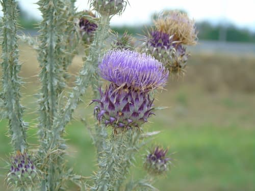 Illyrian thistle