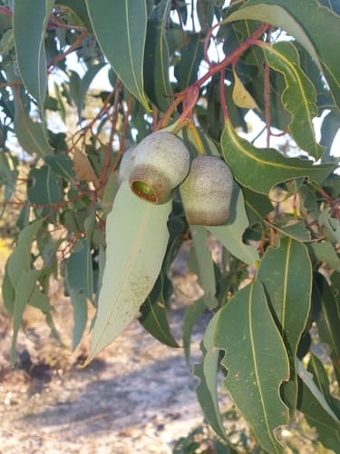 Marri (Corymbia calophylla)