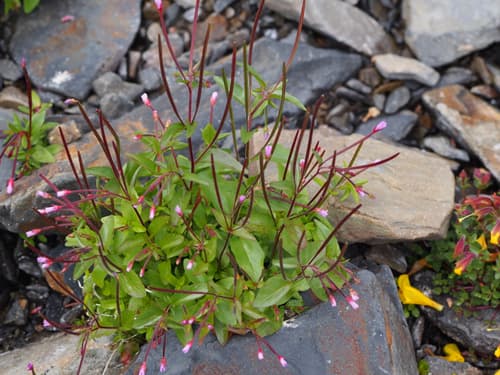 Pimpernel Willowherb Bonsai