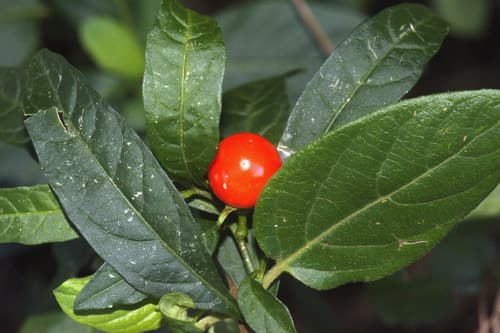 Jerusalem cherry