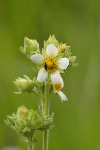 Tall Cinquefoil Bonsai