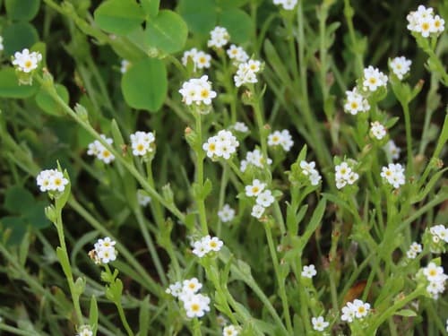 Scouler's Popcornflower