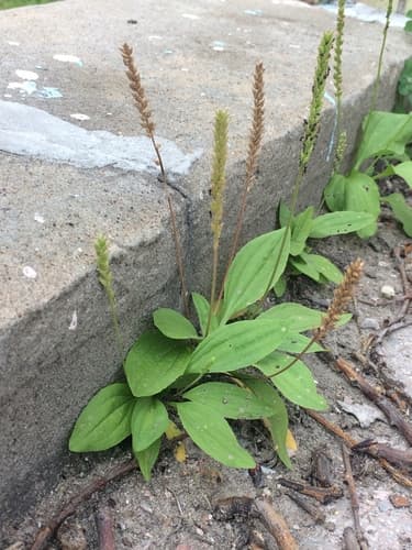 Chinese Plantain Bonsai