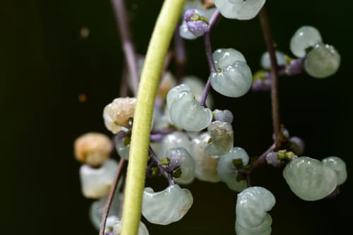 Dendrocnide meyeniana Fruit