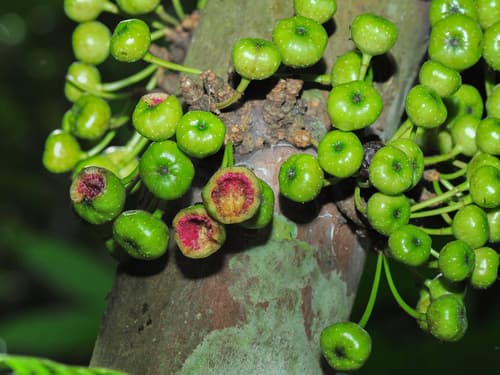 Common yellow-stem fig