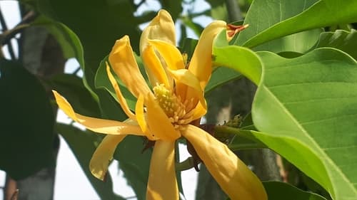 Yellow Jade Orchid Tree