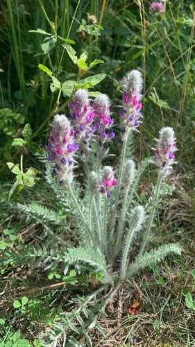 Showy Locoweed