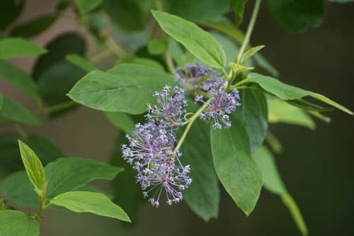 Deerbrush Ceanothus Bonsai